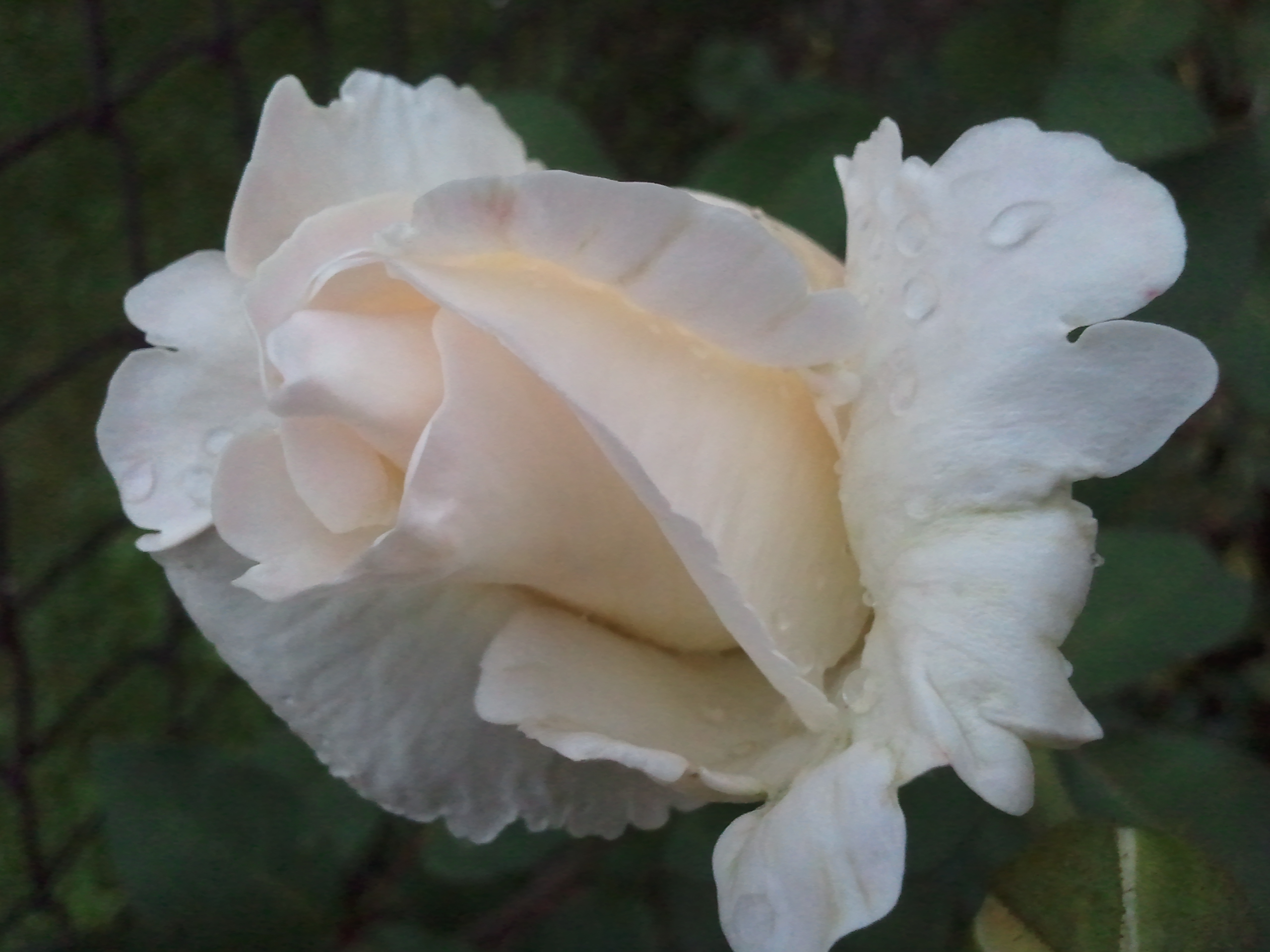 Růže 6